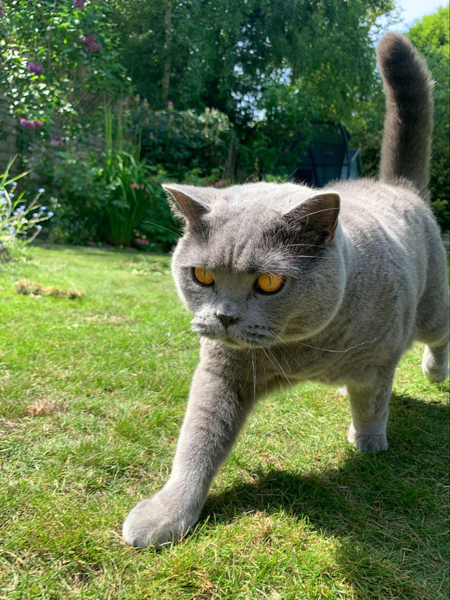 A british blue cat with orange eyes strolling through a bright green lawn.